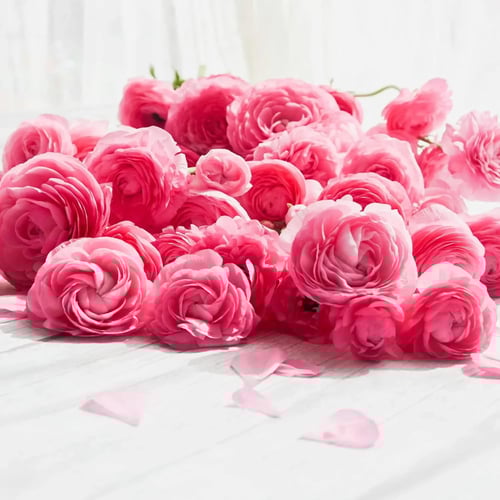 A Bunch of Pink Roses