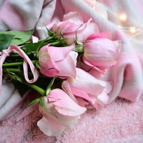 Close-up of Pink Roses