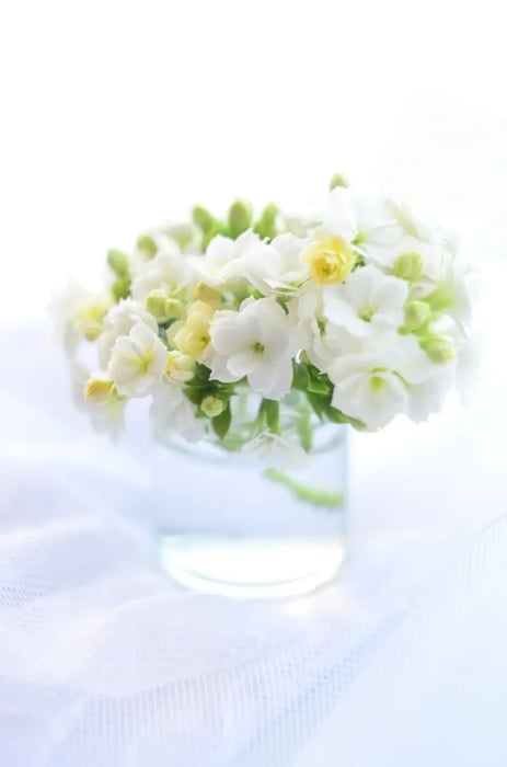 White and Yellow Flower
