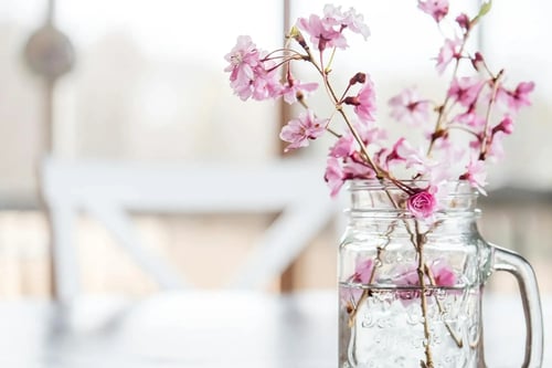 Fragile Pink Cherry