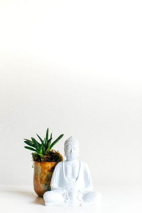 Pot of Plant