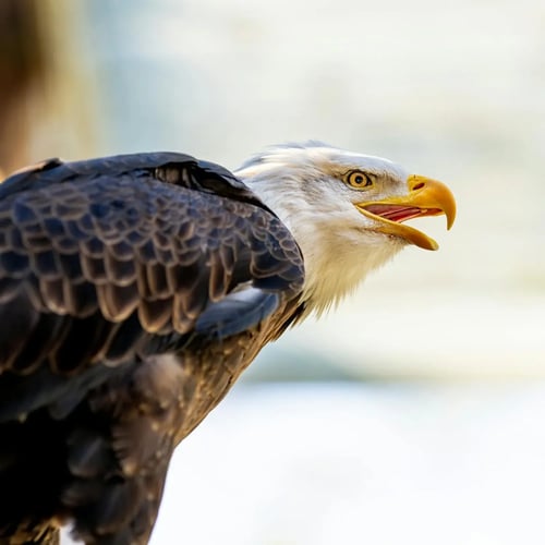 Wild eagle sitting in nature