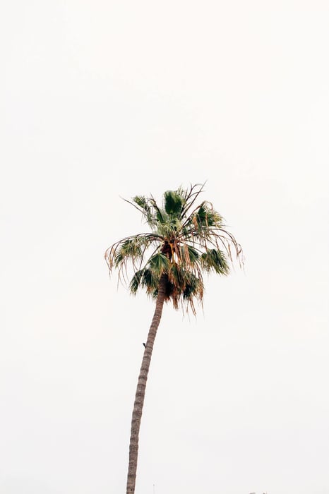 Coconut Palm