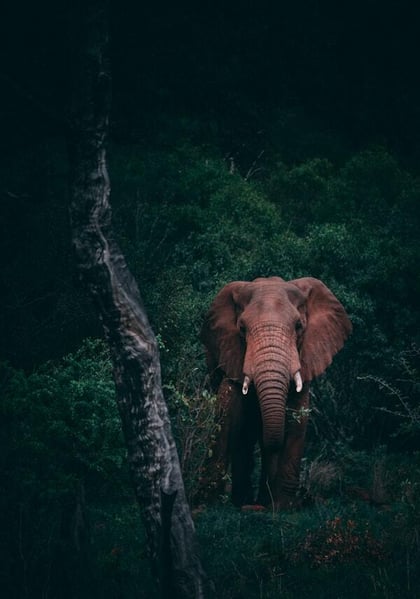 Wildlife Sanctuary